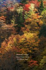 Canon Telephoto Lens EF 70-200mm f2.8 IS II - Image 5