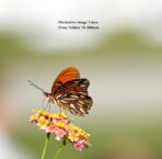 Nikkor 70-200mm F2.8 VR Lens - Image 7