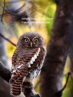 Canon 100-400mm F4.5-5.6 L series IS lens - Image 3