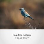 Sony 200-600 mm f5.6-6.3 G OSS Zoom Lens - Image 4